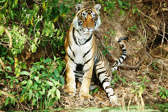 The Tiger Beat