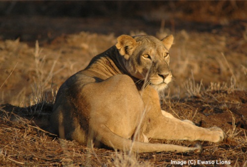 Lion Watch